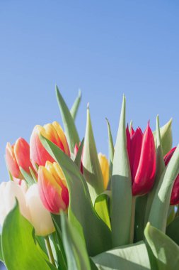 Bir buket lale yakın plan.