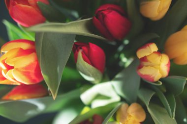 Bir buket lale yakın plan.