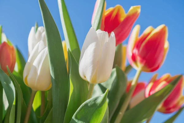 Close Bouquet Tulips — Stock Photo, Image