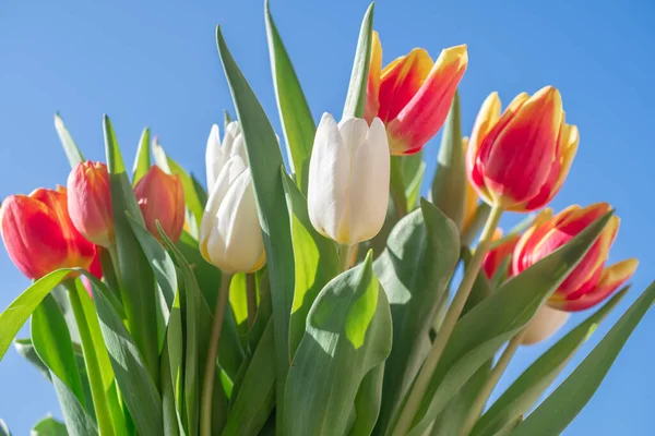 Bir buket lale yakın plan.