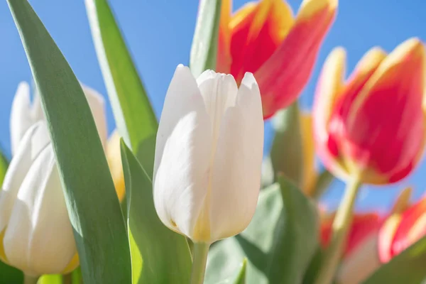 Close Bouquet Tulips — Stock Photo, Image