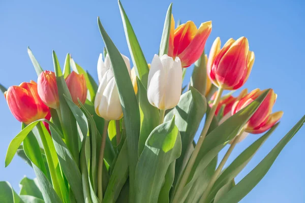 Bir buket lale yakın plan.