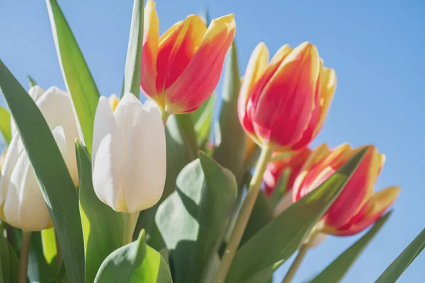 Close Bouquet Tulips — Stock Photo, Image