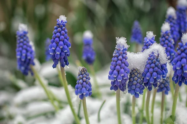 Flores Azuis Muscari Fechar Grupo Jacinto Uva Florescendo Primavera Close — Fotografia de Stock