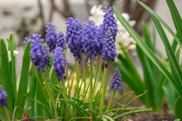 Flores Azuis Muscari Fechar Grupo Jacinto Uva Florescendo Primavera Close — Fotografia de Stock