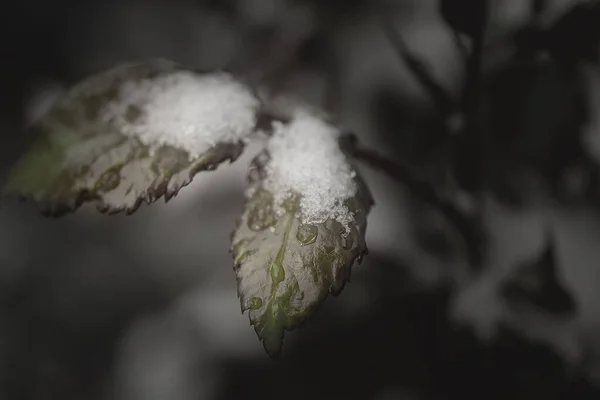 Vårblommor Snön — Stockfoto