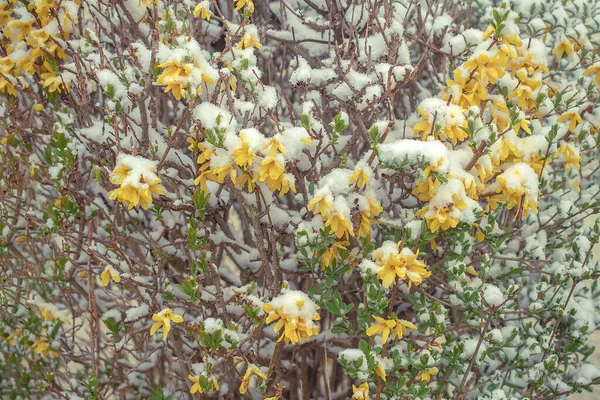 Flores Primavera Sob Neve — Fotografia de Stock