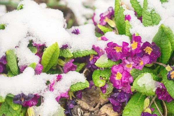 Karların altında bahar çiçekleri