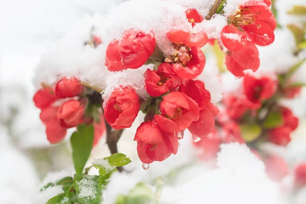 Karların altında bahar çiçekleri