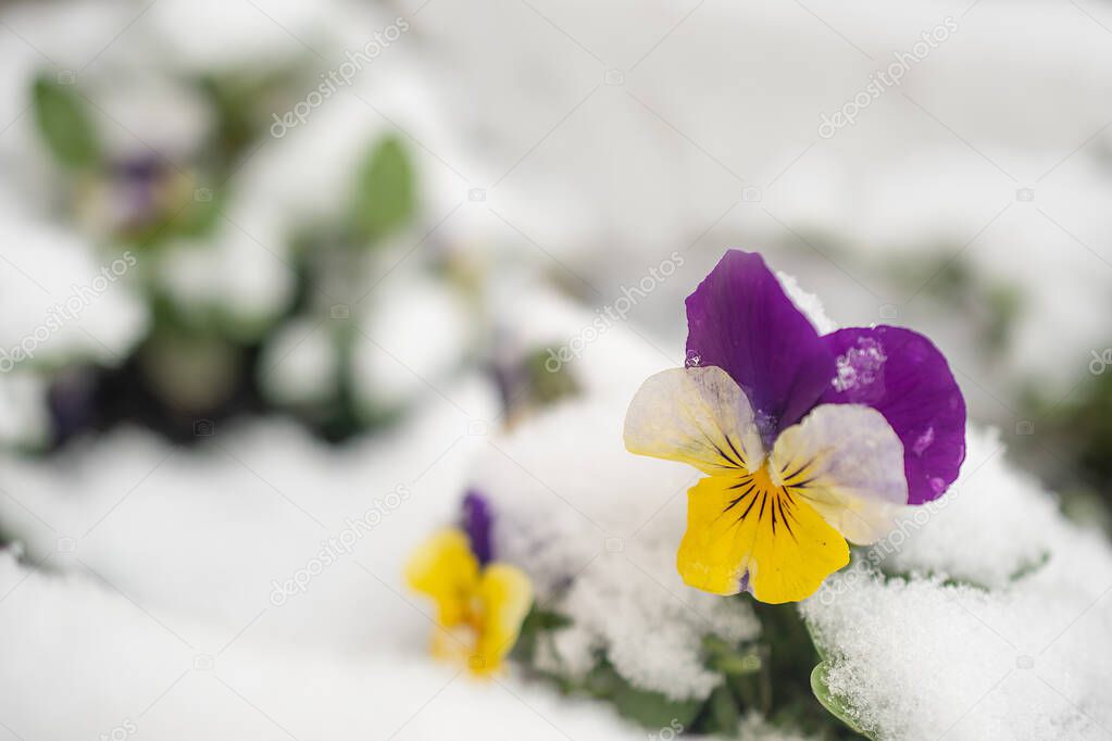 spring flowers under the snow