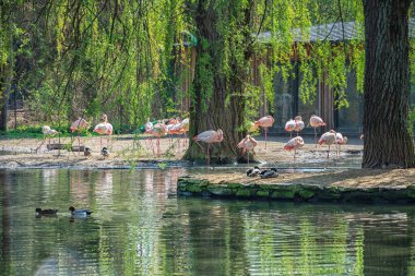 Augsburg 'daki Alman Hayvanat Bahçesinde Hayvanlar