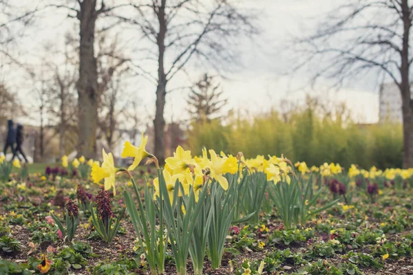 Vista Estiva Sul Parco Ingolstadt — Foto Stock