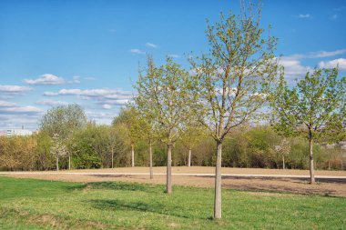 Parkta güzel manzara, bulutlu mavi gökyüzü, doğada yaz güneşli bir gün, Ingolstadt