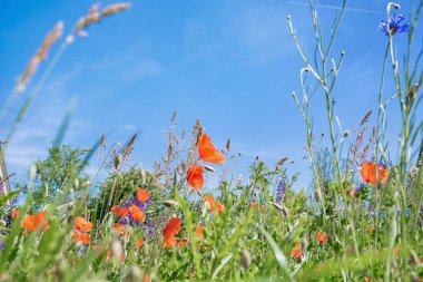 Güzel bir arka plan, mavi gökyüzüne karşı çayır çiçekleri, yaz fotoğrafı, kırmızı gelincikler.