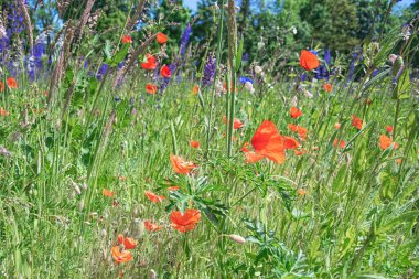 Güzel arka plan, çayır çiçekleri, yaz fotoğrafı, kırmızı gelincikler