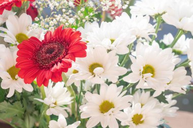 Güzel bir buket beyaz kasımpatı. Yakın plan.