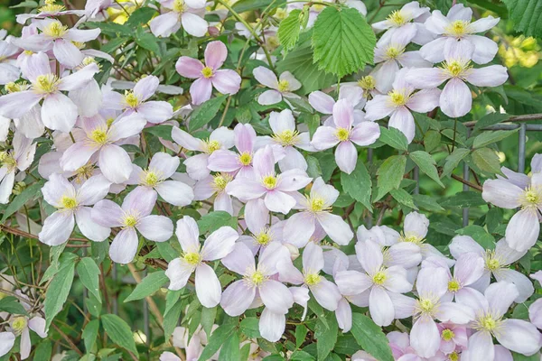 Clematis Montana Schöne Weiße Blüten — Stockfoto