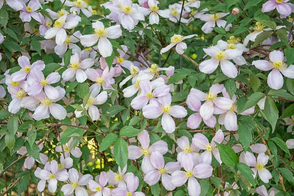 蒙大拿州克莱马蒂斯 美丽的白花 — 图库照片