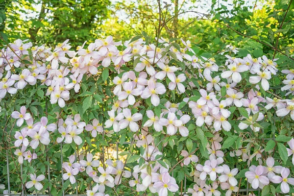 Clematis Montana Beautiful White Flowers — Fotografia de Stock