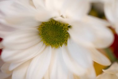 Krizantem ve gerberalı buket, sarı arka planda çiçekler, makro fotoğraf