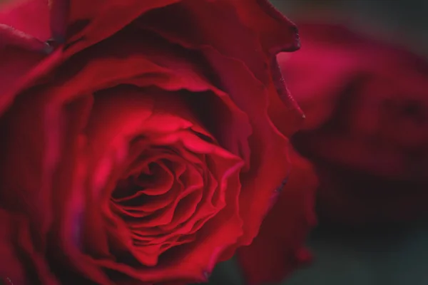 Macro Picture Red Rose — 图库照片