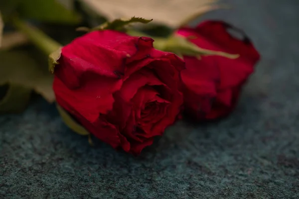 Foto Macro Uma Rosa Vermelha — Fotografia de Stock