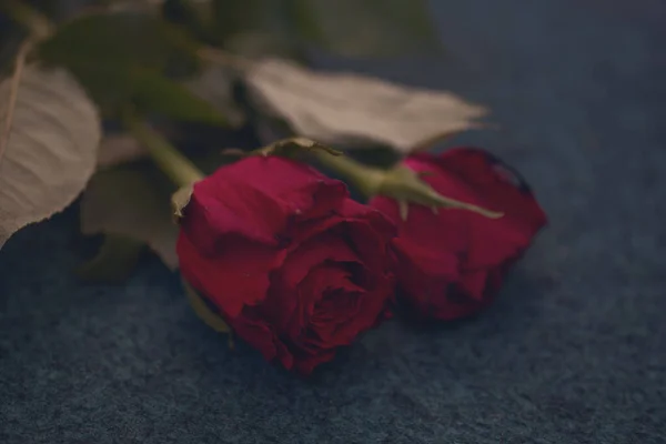 Makroaufnahme Einer Roten Rose — Stockfoto
