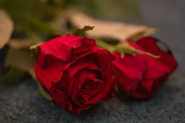 Makroaufnahme Einer Roten Rose — Stockfoto