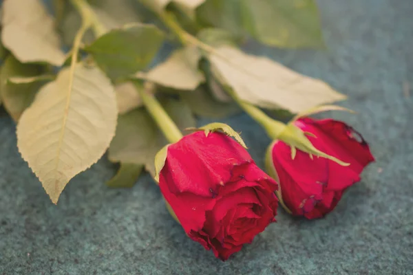 Makroaufnahme Einer Roten Rose — Stockfoto