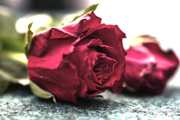 Macro picture of a red rose