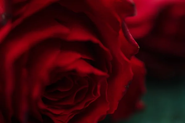 Macro Picture Red Rose — 图库照片