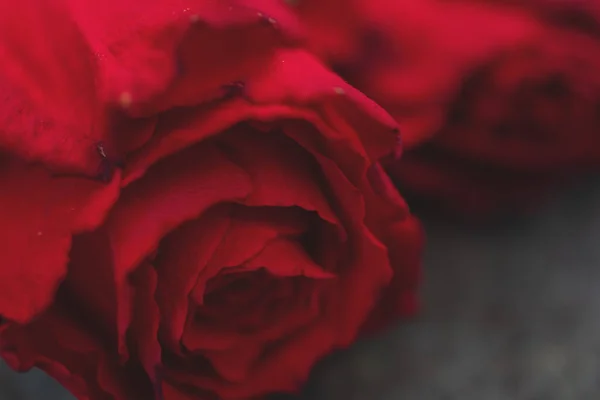 Macro Picture Red Rose — 图库照片