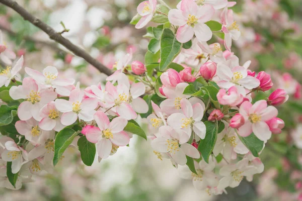 Flowers of apple tree in the rays of a bright sun. Shallow depth of field. Wide photo.