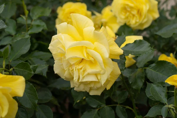 黄玫瑰的宏观照片 — 图库照片