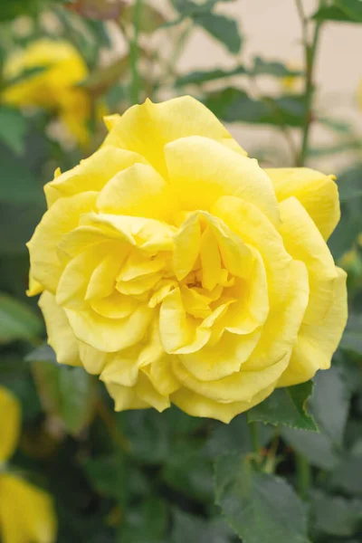Makro Zdjęcie Żółtej Róży — Zdjęcie stockowe
