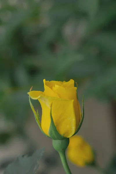 黄玫瑰的宏观照片 — 图库照片