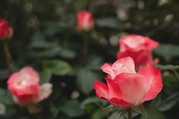 Μακροεντολή Εικόνα Ενός Κόκκινου Τριαντάφυλλου — Φωτογραφία Αρχείου
