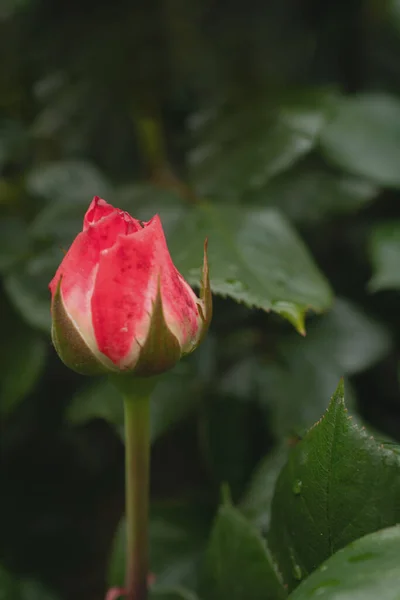 Macro Picture Red Rose — 图库照片