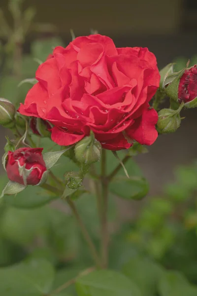 Macro Picture Red Rose — 图库照片