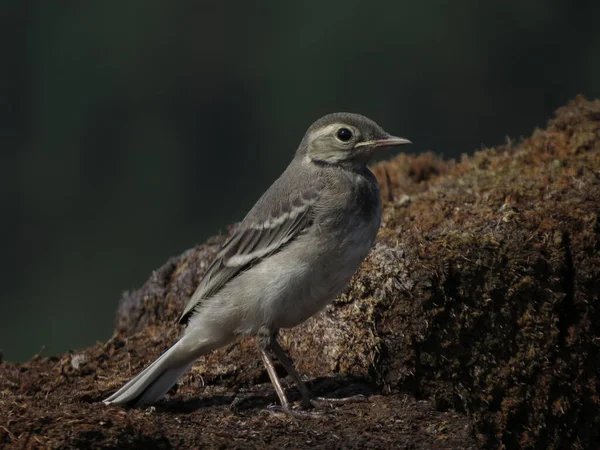 Photo Bird Picturesque Location — Stock Photo, Image