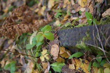 Rusya 'da unutulmuş bir yer ya da bir sonbahar ormanının atmosferi. Terk edilmiş bir ormanda sonbahar, sarı renklerle doludur..