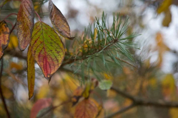 Осень Еловом Лесу Прекрасна — стоковое фото