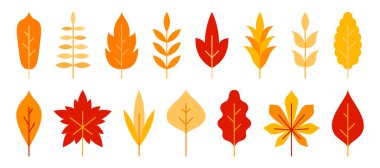 Yaprak dalı portakal bitkisi çiçekli sonbahar düzlüğü.