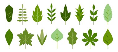 Yaprak ve dal yeşili bitki çiçekli düz yaz seti