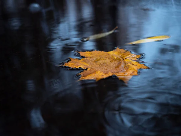 stock image A single leaf on the surface of the water