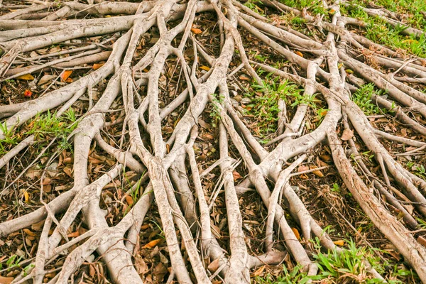 The roots of a large tree covered the ground.