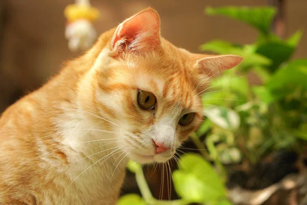 Cat Sitting Garden Looks Very Cute — Stock Photo, Image