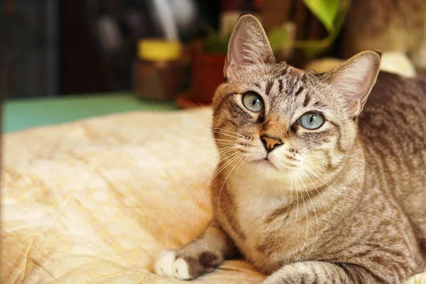 Gato Parece Tão Bonito Olhando Para Este Lado — Fotografia de Stock