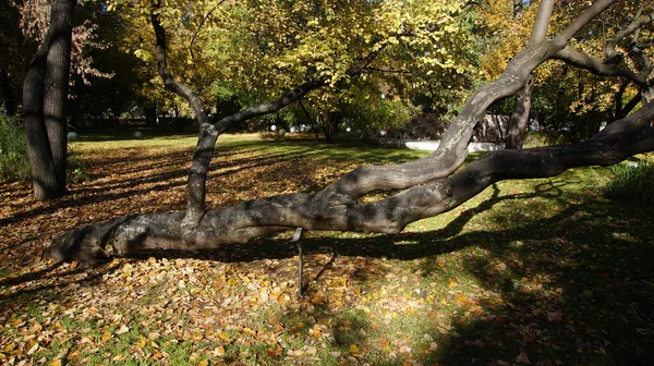 Ett Lutat Träd Höstpark — Stockfoto