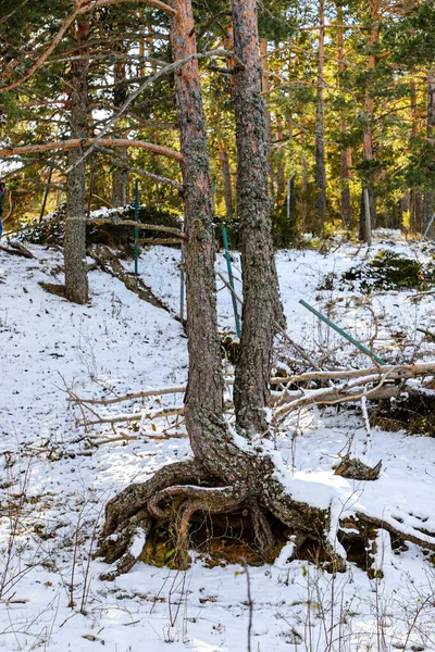 Bahçede fotoğraf çekimi. farklı türde nesneler ve bitkiler